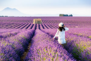 Lavender fields near Valensole in Southern France, Provence, France Lavender fields near Valensole in Southern France, Provence, France